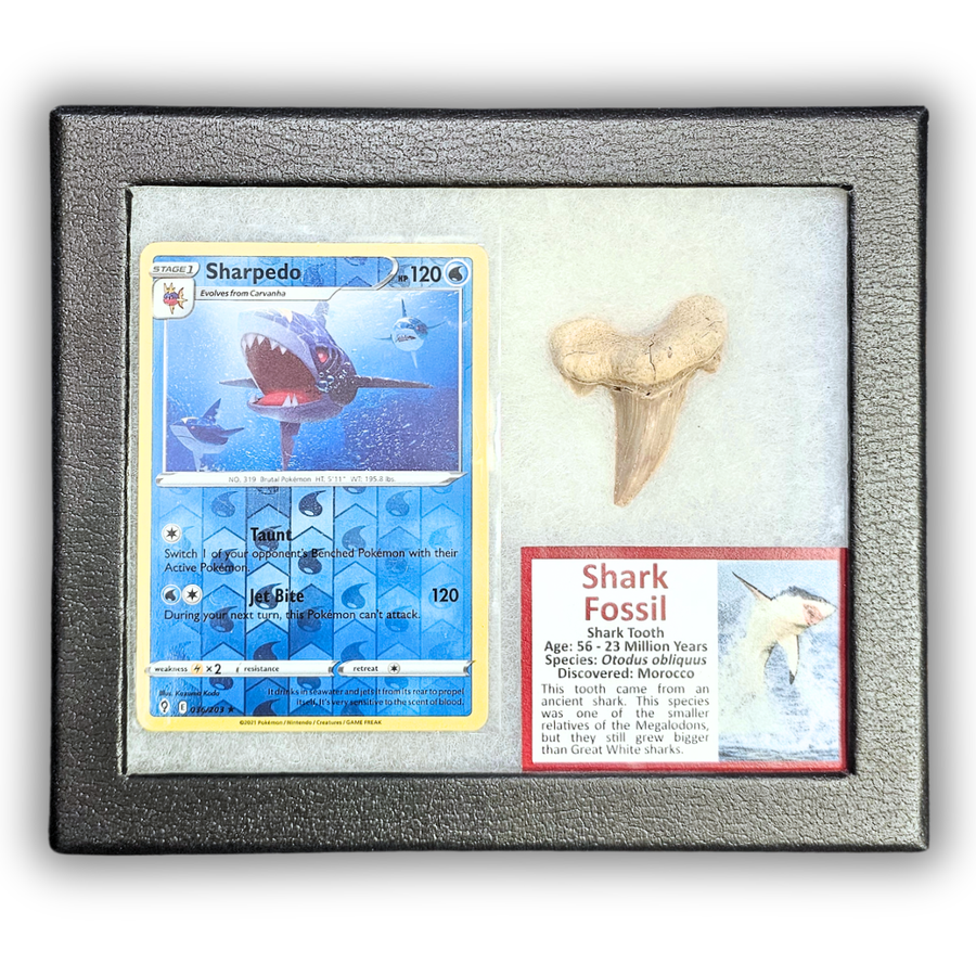 Pokémon Fossil Display – Sharpedo with Real Shark Tooth