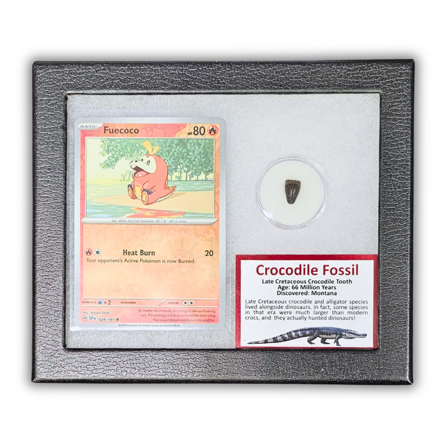 Pokémon Fossil Display - Fuecoco with Crocodile Tooth Fossil