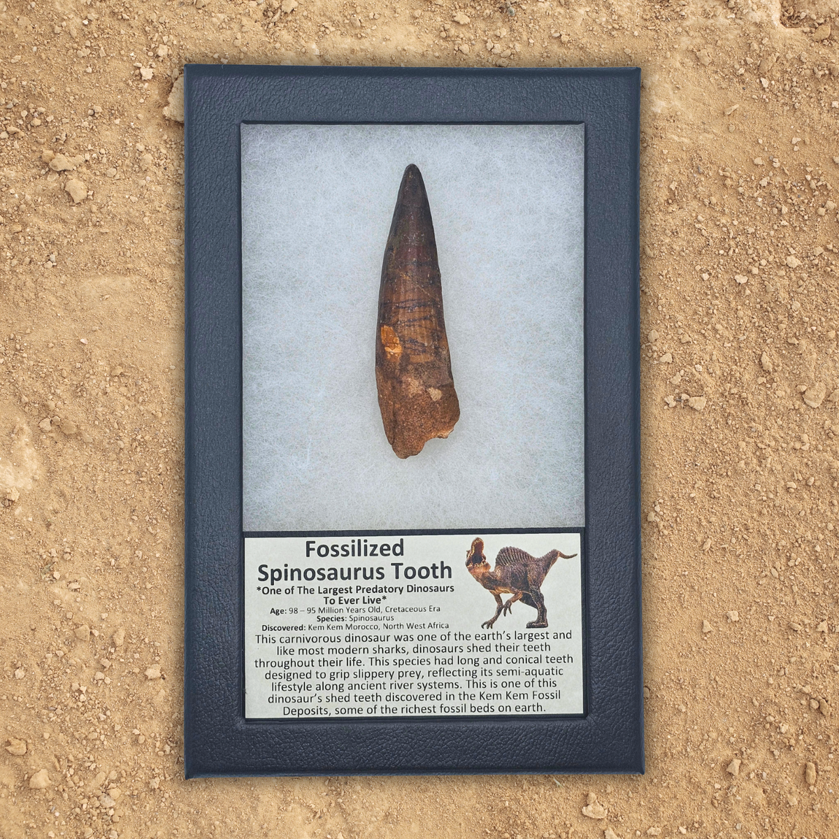 Fossilized Spinosaurus Tooth – Kem Kem Beds, Morocco – Cretaceous Period