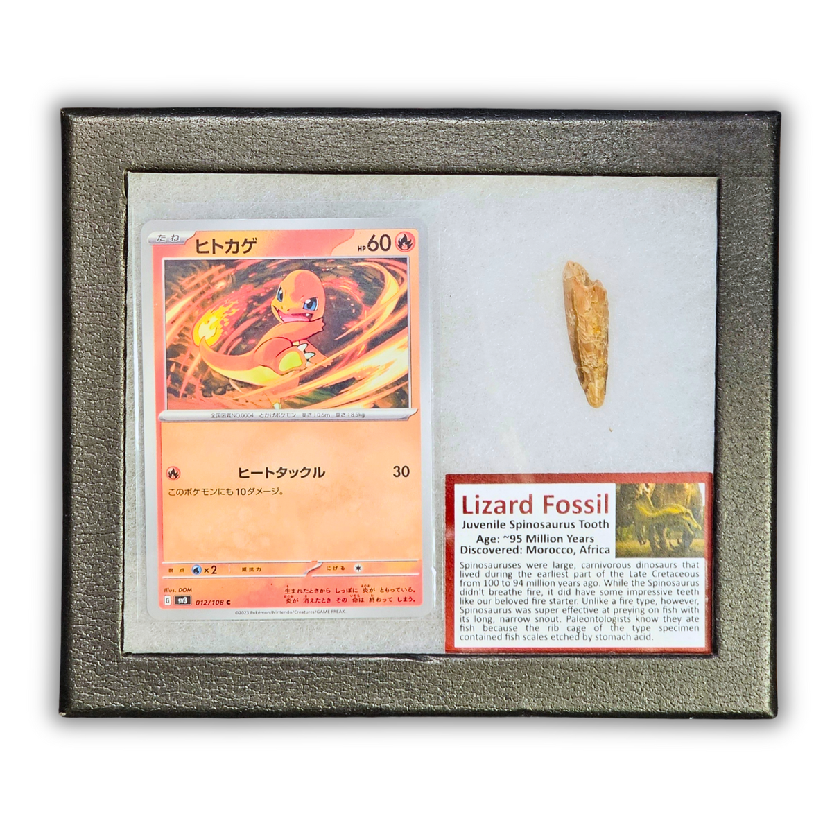 Pokémon Fossil Display – Charmander with Spinosaurus Tooth Fossil