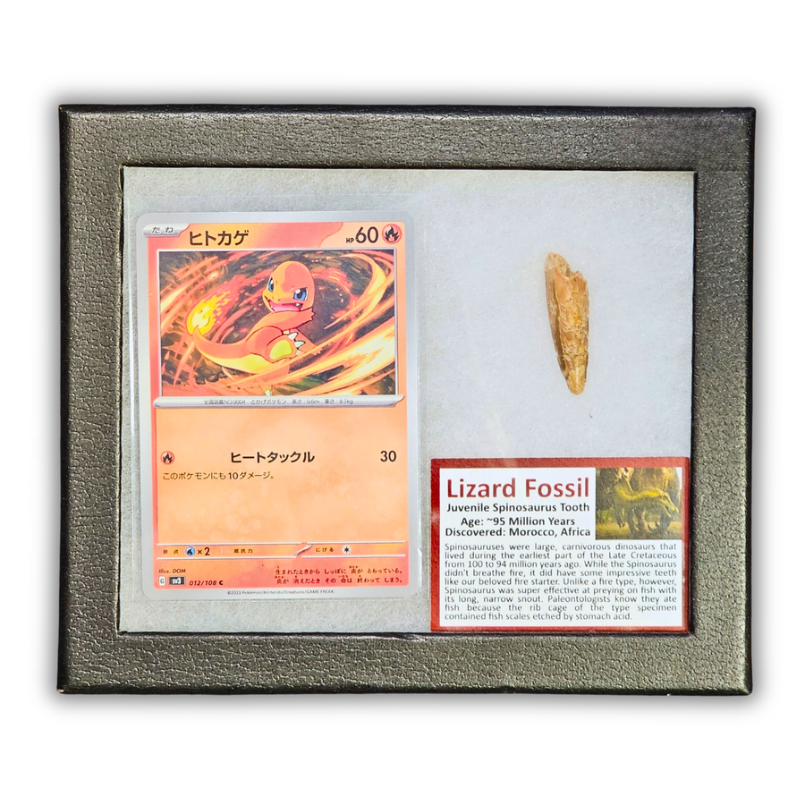 Pokémon Fossil Display – Charmander with Spinosaurus Tooth Fossil