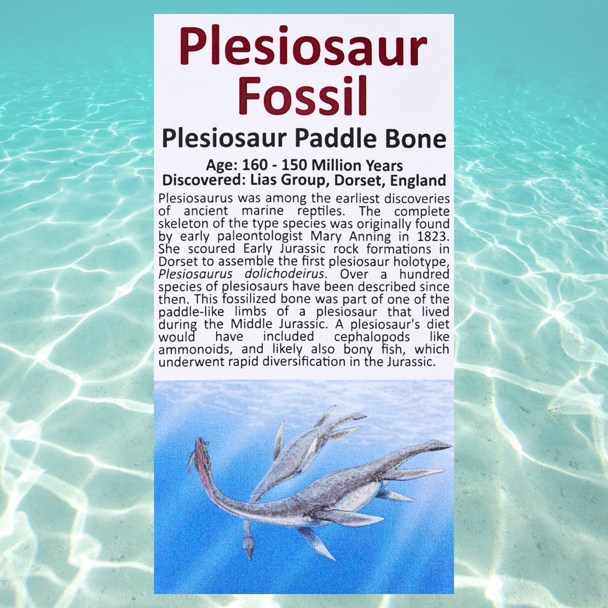 Pokémon Fossil Display - Lapras with Plesiosaur Fossil