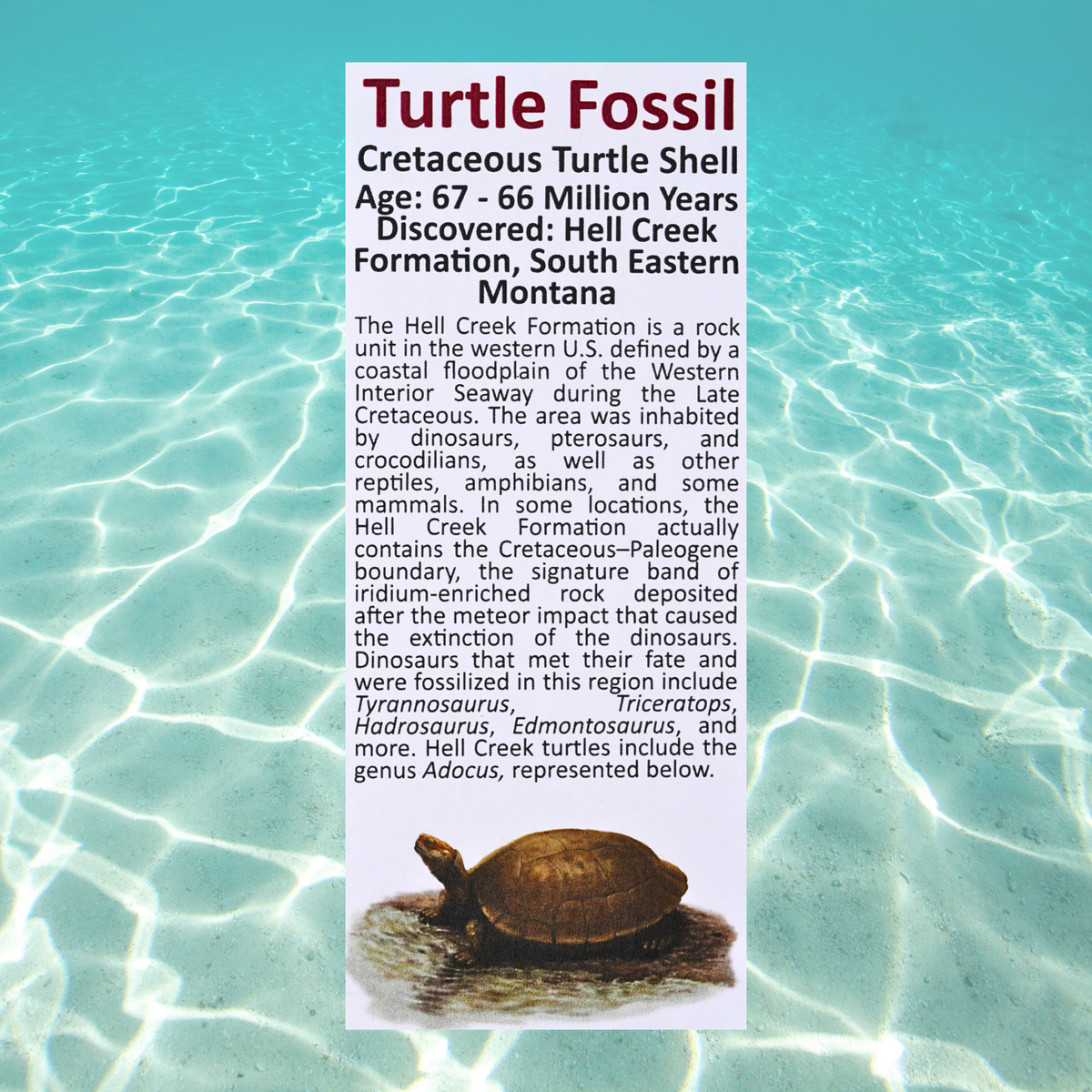 Pokémon Fossil Display - Blastoise with Turtle Shell Fossil
