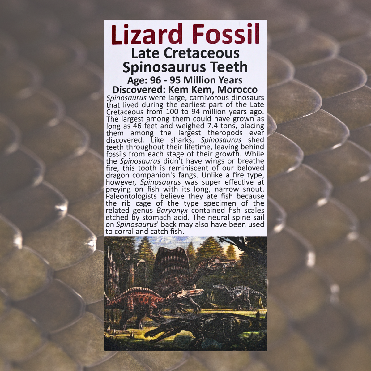 Pokémon Fossil Display - Charizard with Spinosaurus Tooth