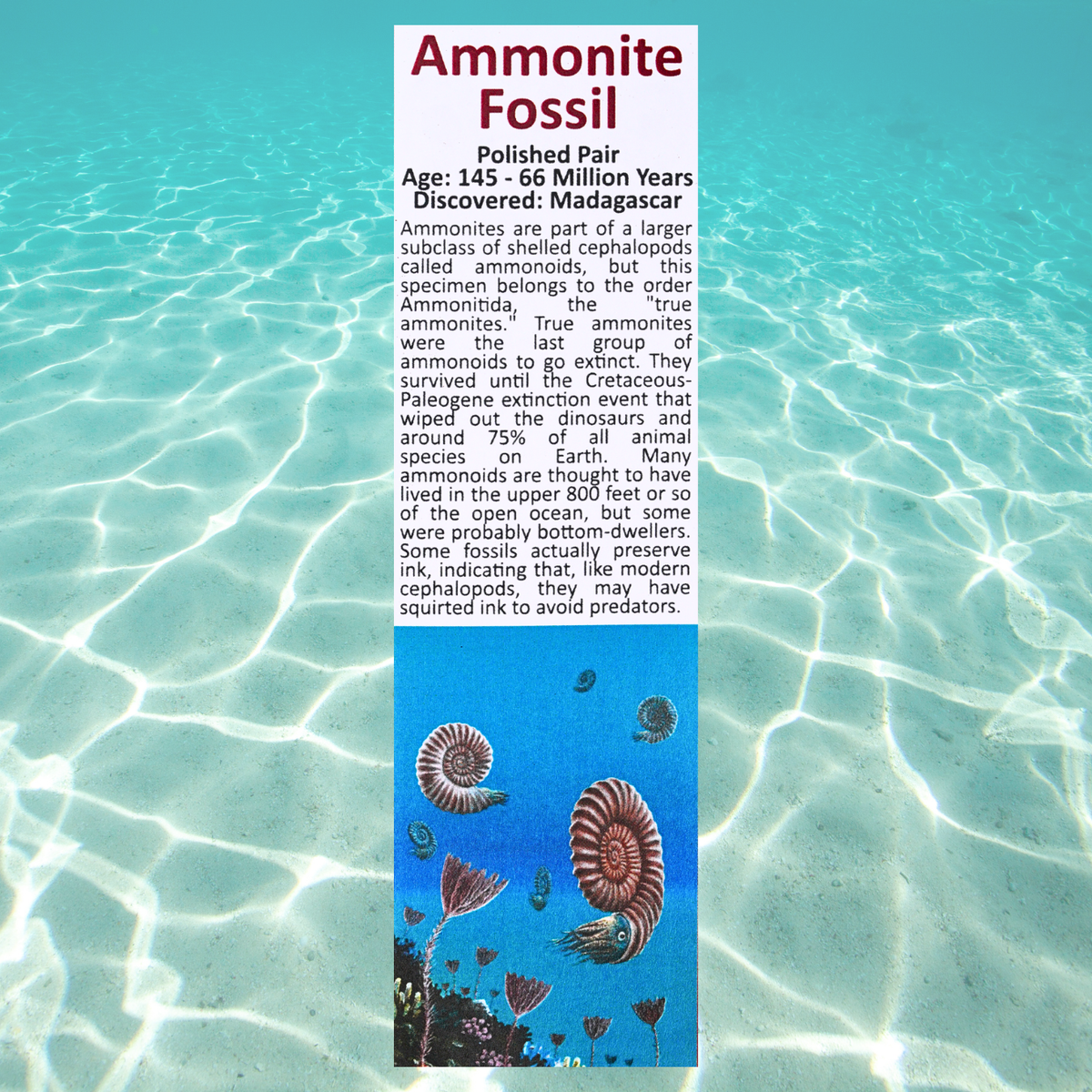 Pokémon Fossil Display - Omanyte with Ammonite Fossil