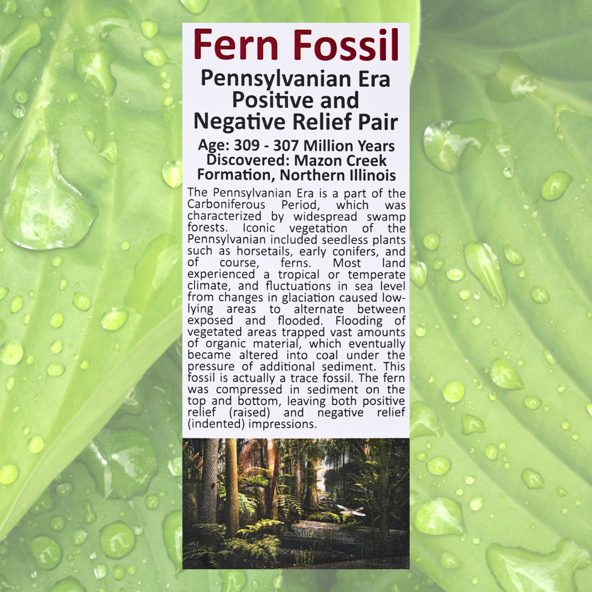 Pokémon Fossil Display - Venusaur Fern Fossil