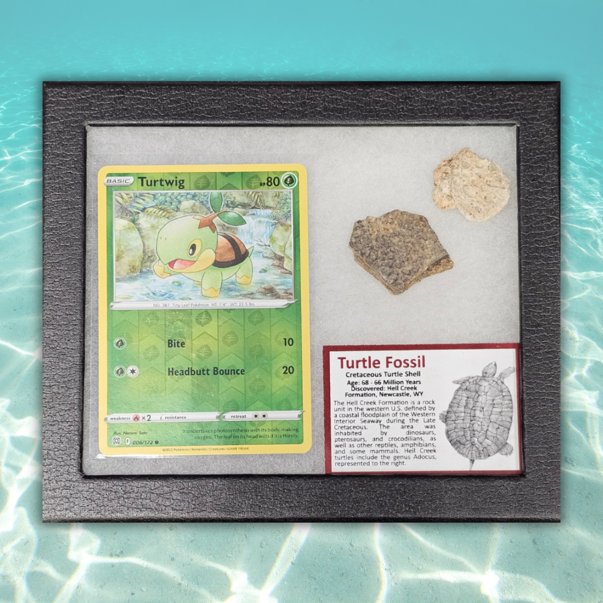 Pokémon Fossil Display - Turtwig with Turtle Shell Fossil