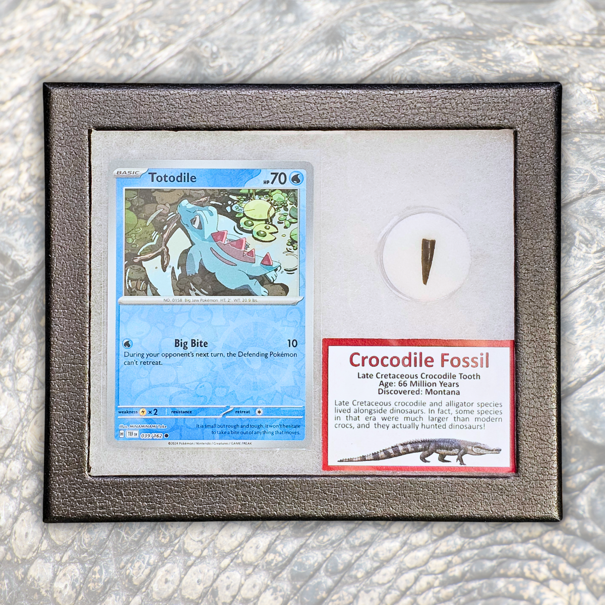 Pokémon Fossil Display - Totodile with Crocodile Tooth Fossil