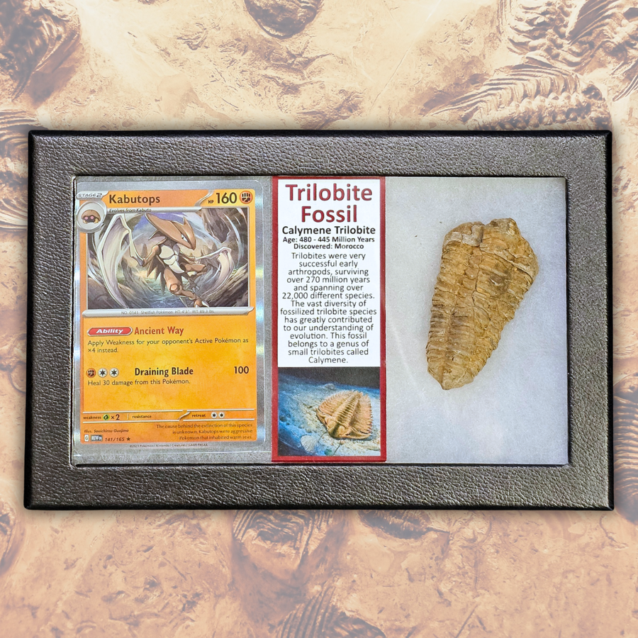 Pokémon Fossil Display – Kabutops Trilobite Fossil