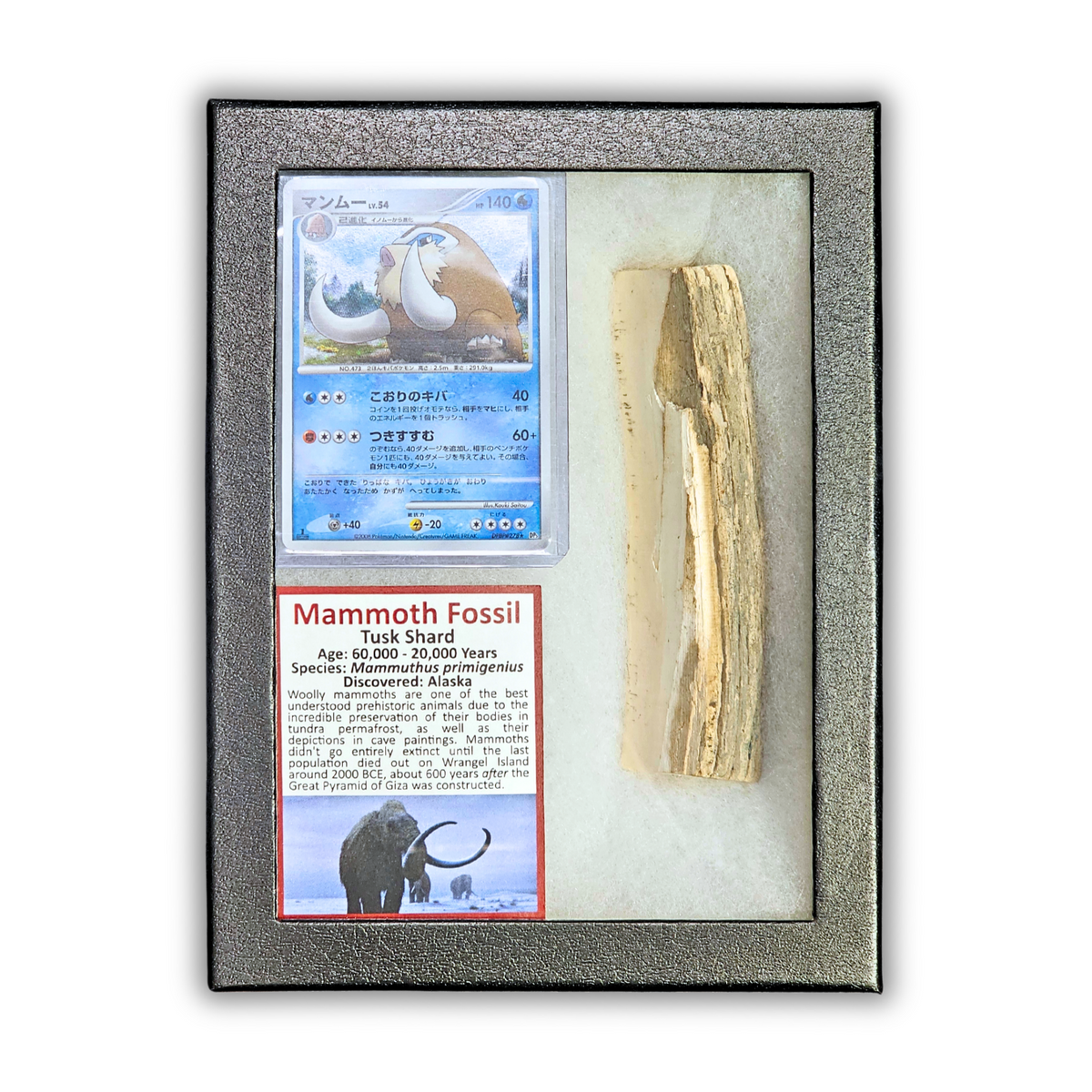 Pokémon Fossil Display - Mamoswine with Mammoth Tusk Shard