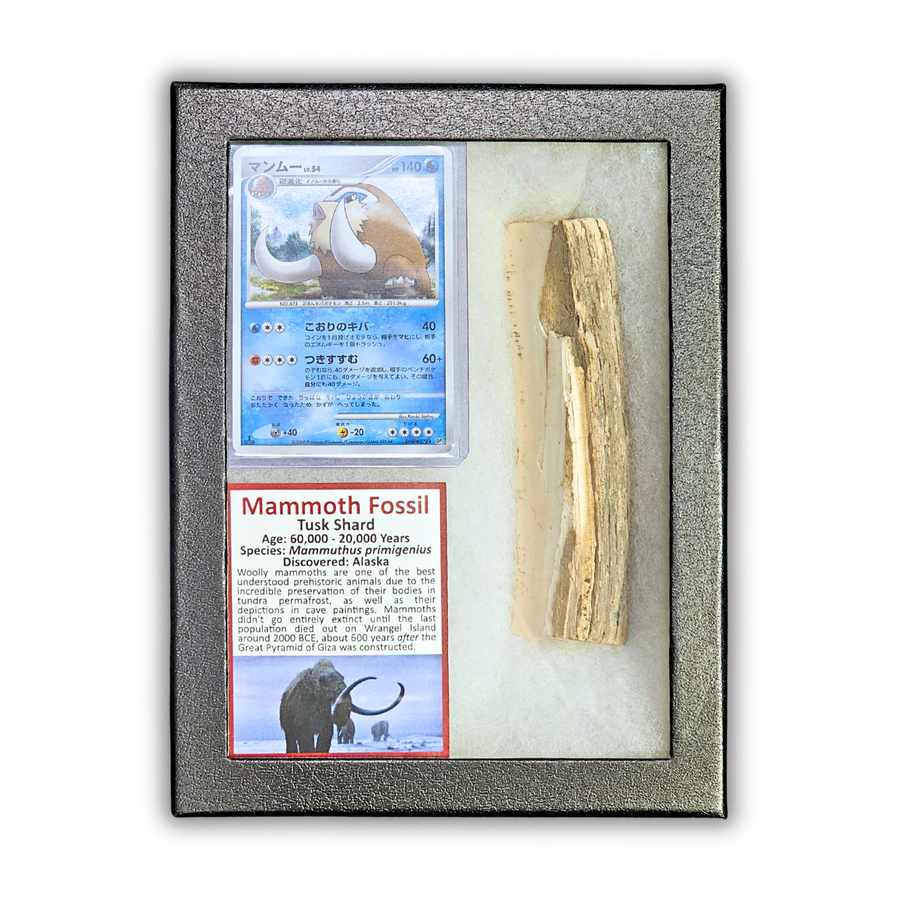 Pokémon Fossil Display - Mamoswine with Mammoth Tusk Shard