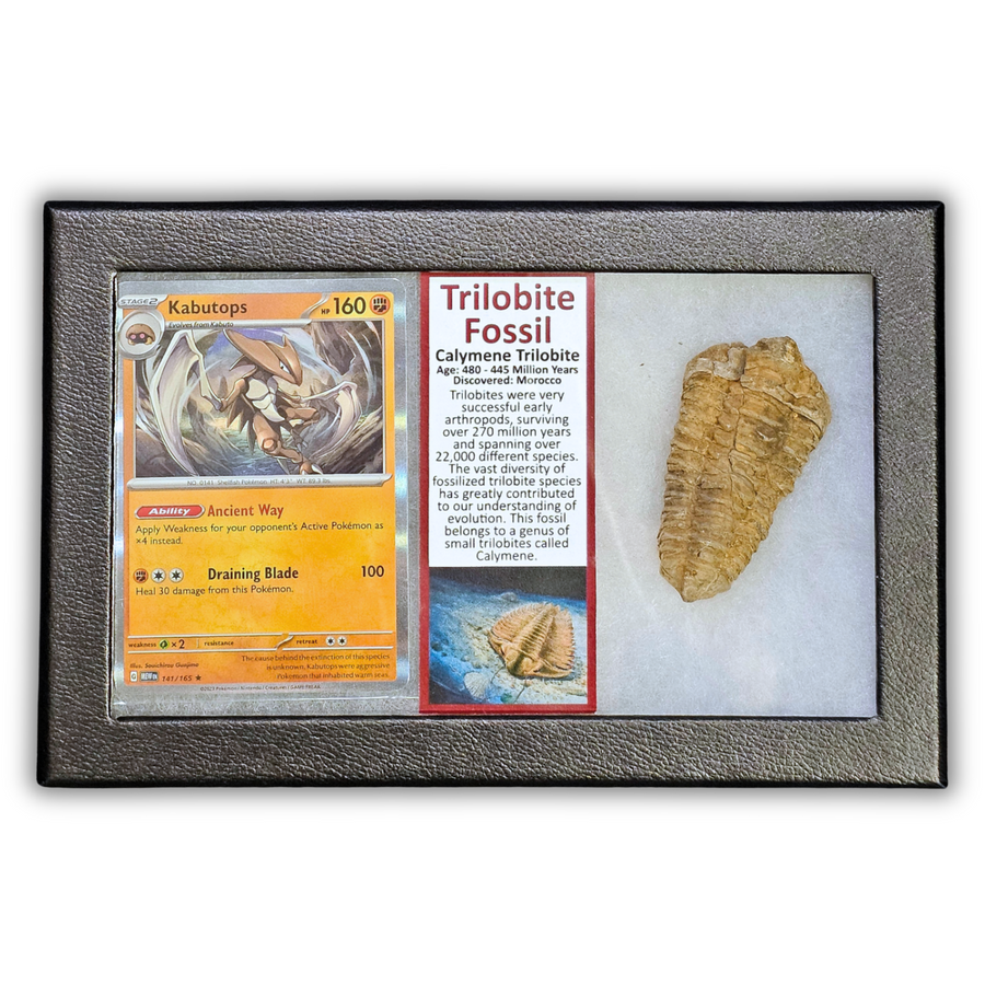 Pokémon Fossilien-Ausstellung – Kabutops Trilobiten-Fossil