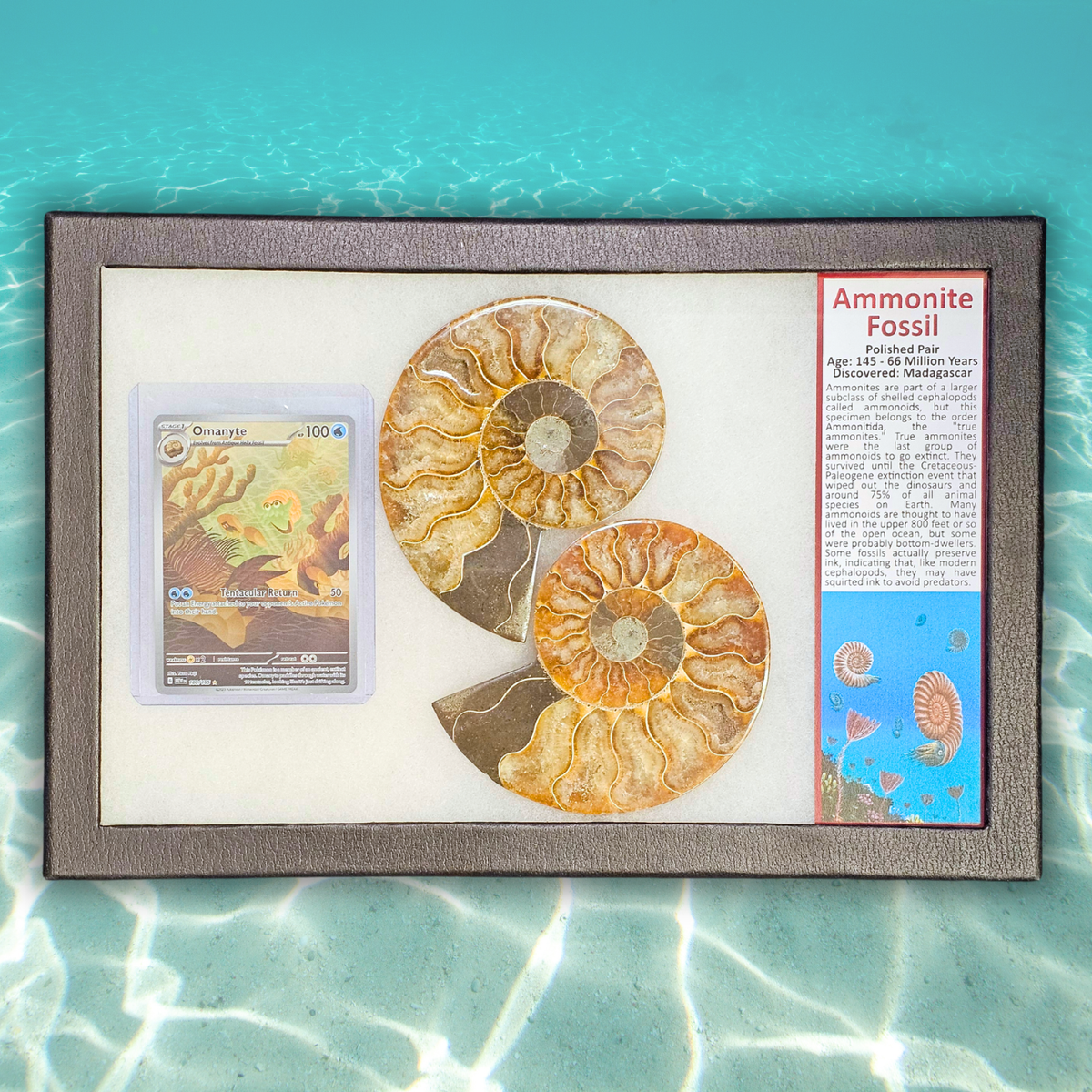 Pokémon Fossil Display - Omanyte with Ammonite Fossil