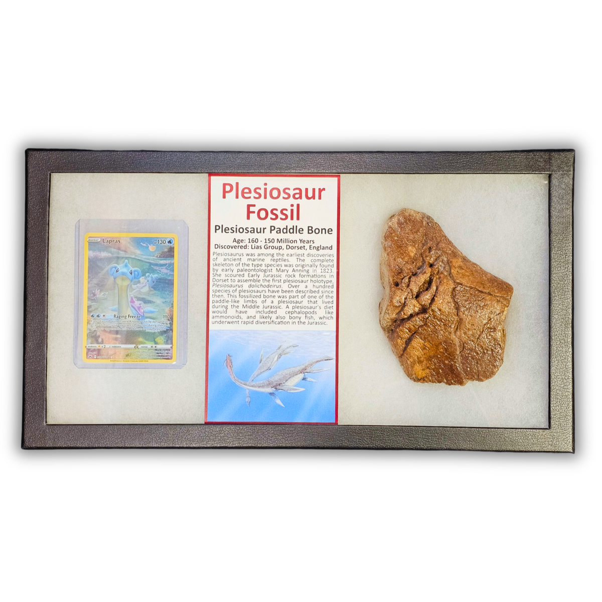 Pokémon Fossil Display - Lapras with Plesiosaur Fossil