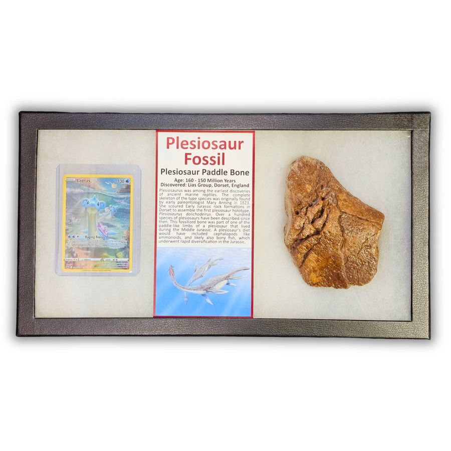 Pokémon Fossil Display - Lapras with Plesiosaur Fossil