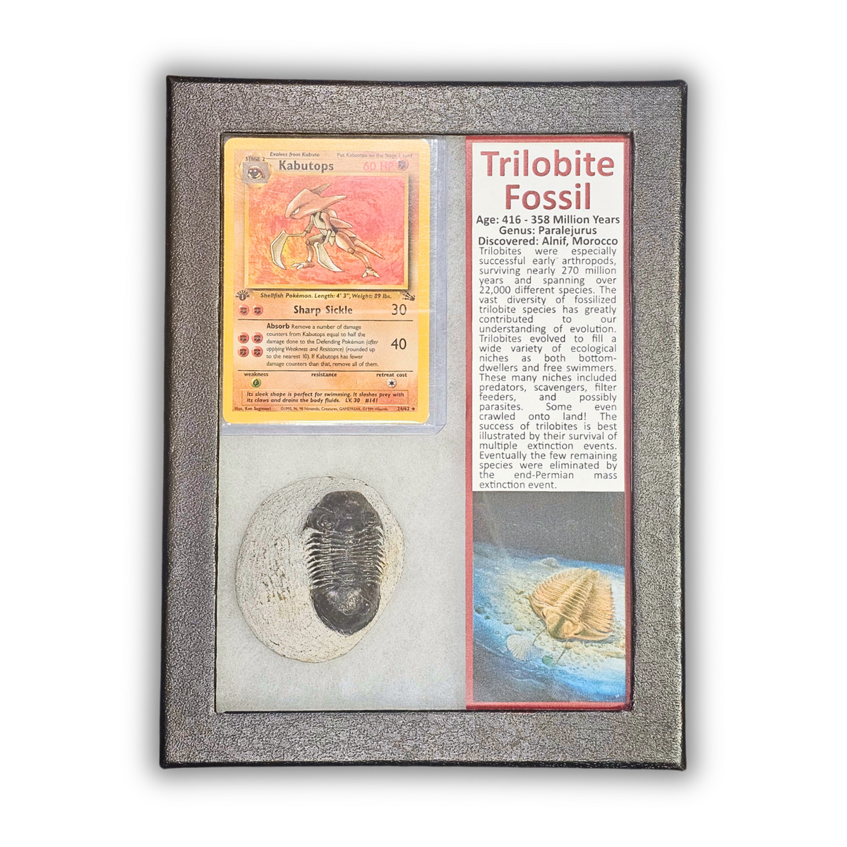 Pokémon Fossil Display - 1st Edition Kubutops with Trilobite Fossil