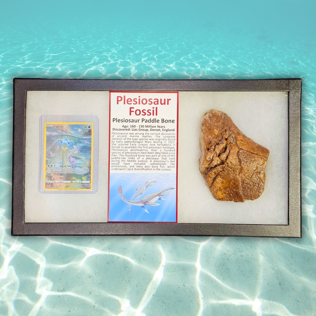 Pokémon Fossil Display - Lapras with Plesiosaur Fossil