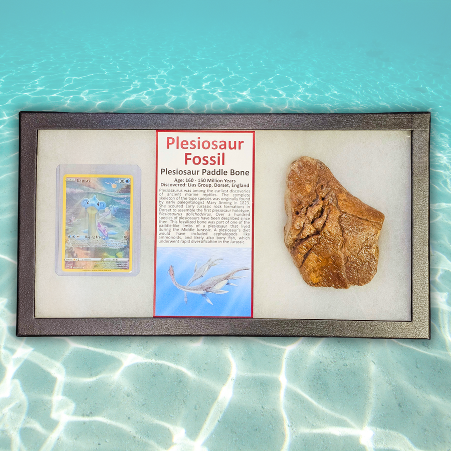 Pokémon Fossil Display - Lapras with Plesiosaur Fossil