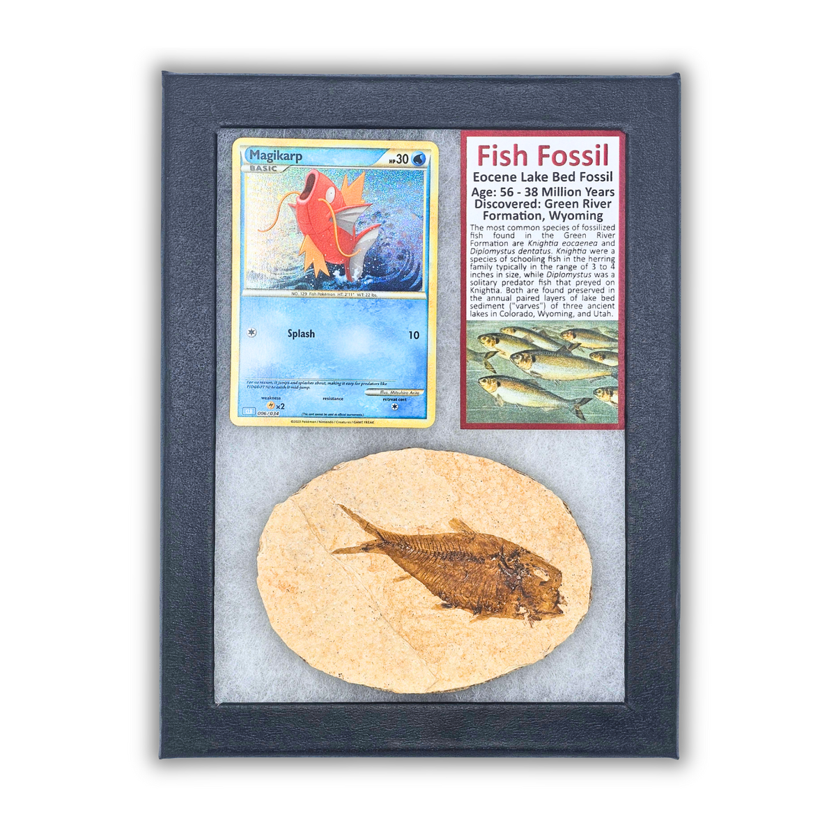 Pokémon Fossil Display - Magikarp Fish Fossil