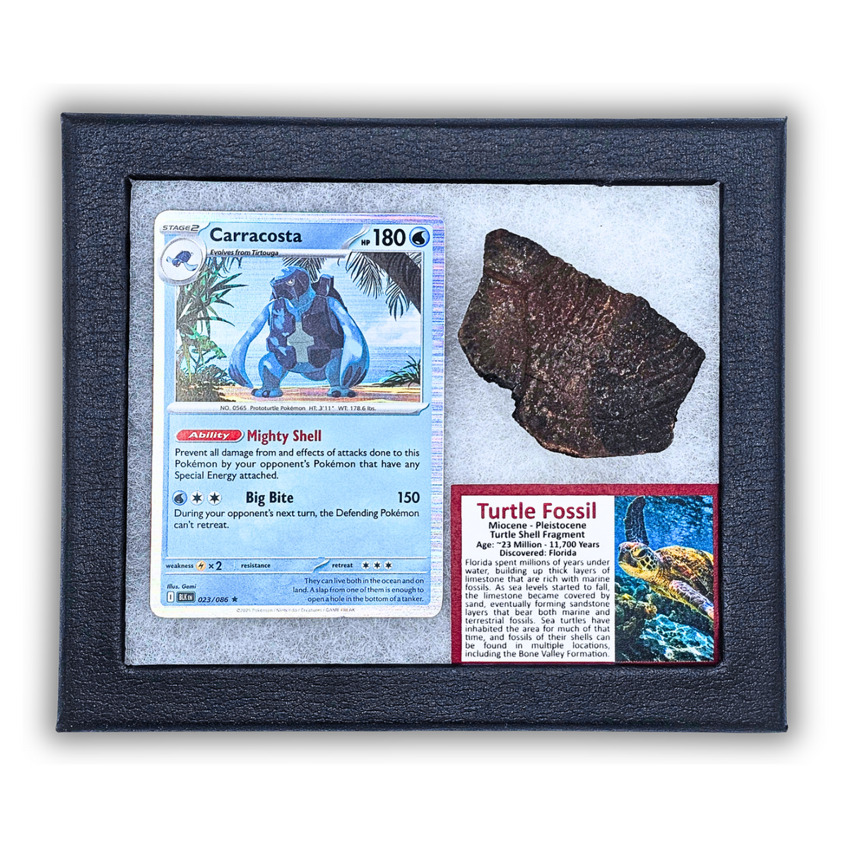 Pokémon Fossil Display - Carracosta Turtle Fossil