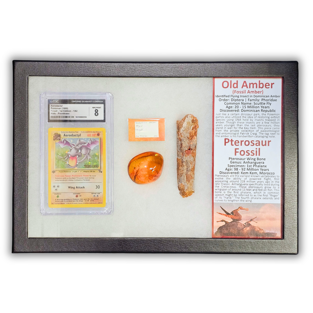Pokémon Fossil Display - Graded 1st Edition Aerodactyl with Amber and Pterosaur Fossil