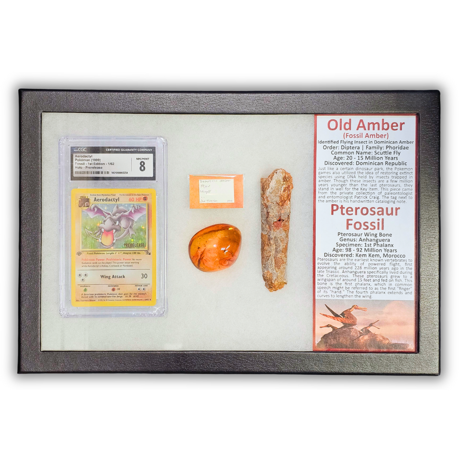 Pokémon Fossil Display - Graded 1st Edition Aerodactyl with Amber and Pterosaur Fossil