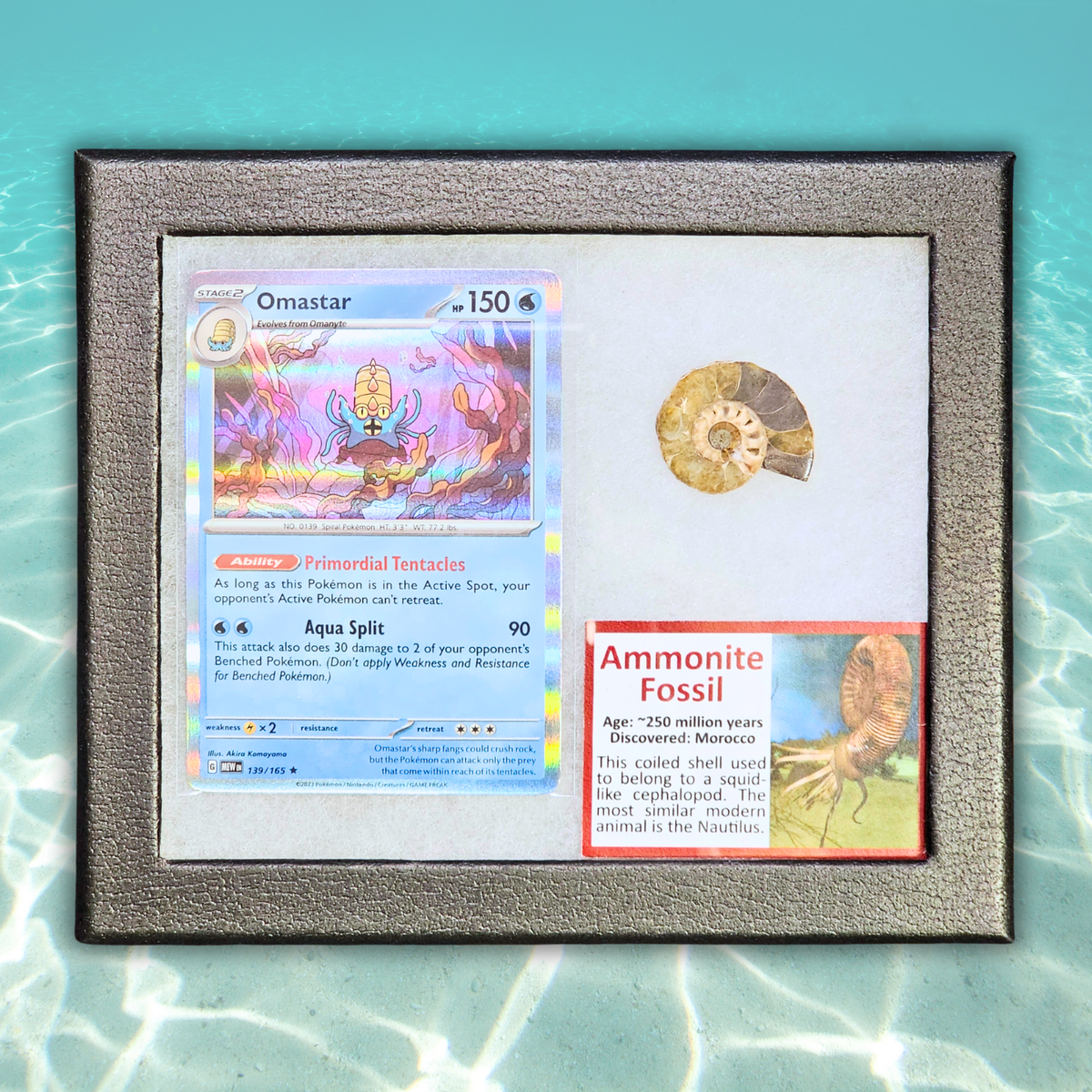 Pokémon Fossil Display - Omastar with Ammonite