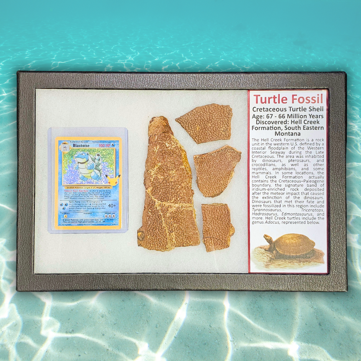 Pokémon Fossil Display - Blastoise with Turtle Shell Fossil