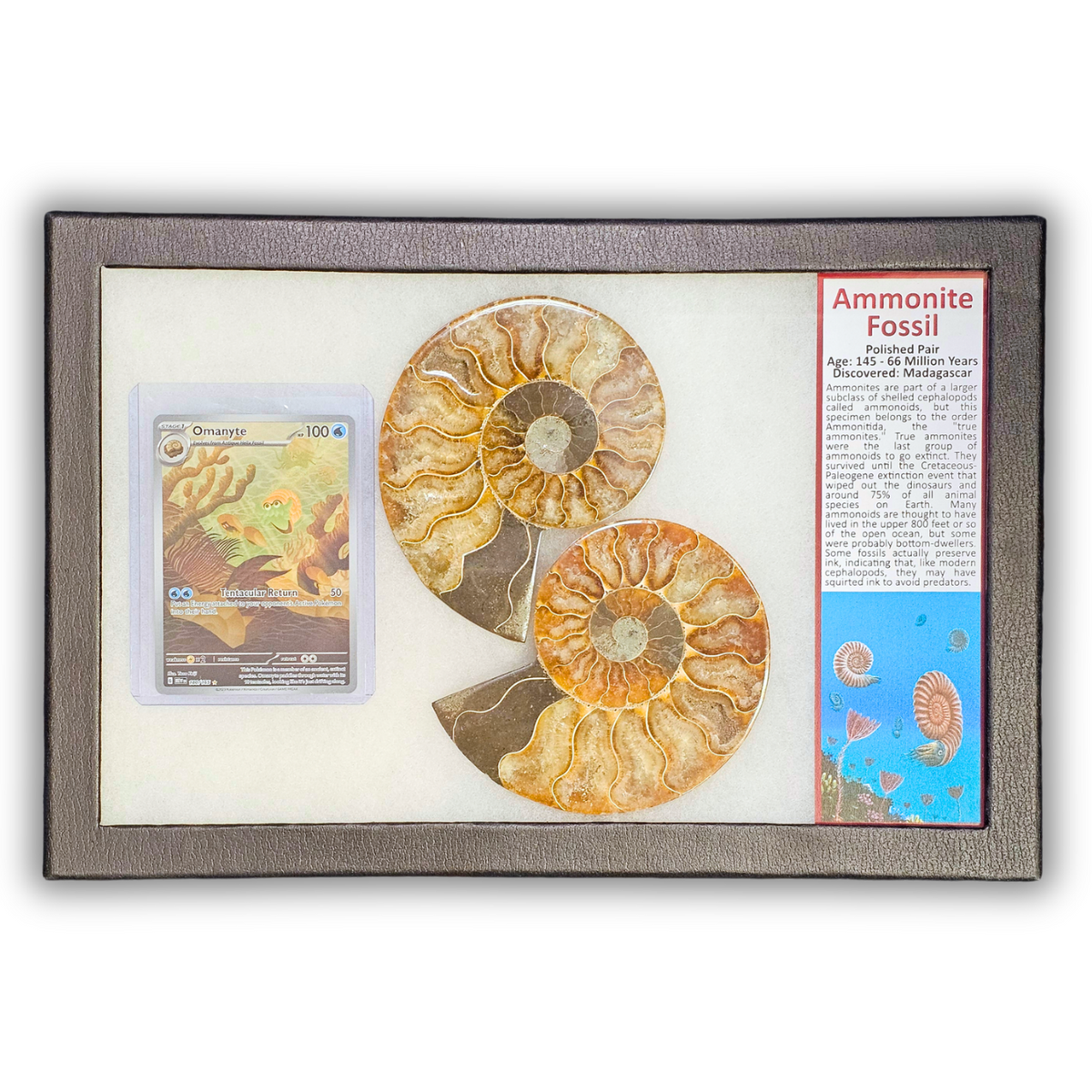 Pokémon Fossil Display - Omanyte with Ammonite Fossil