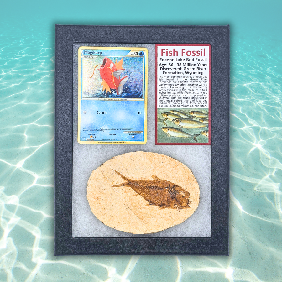 Pokémon Fossil Display - Magikarp Fish Fossil