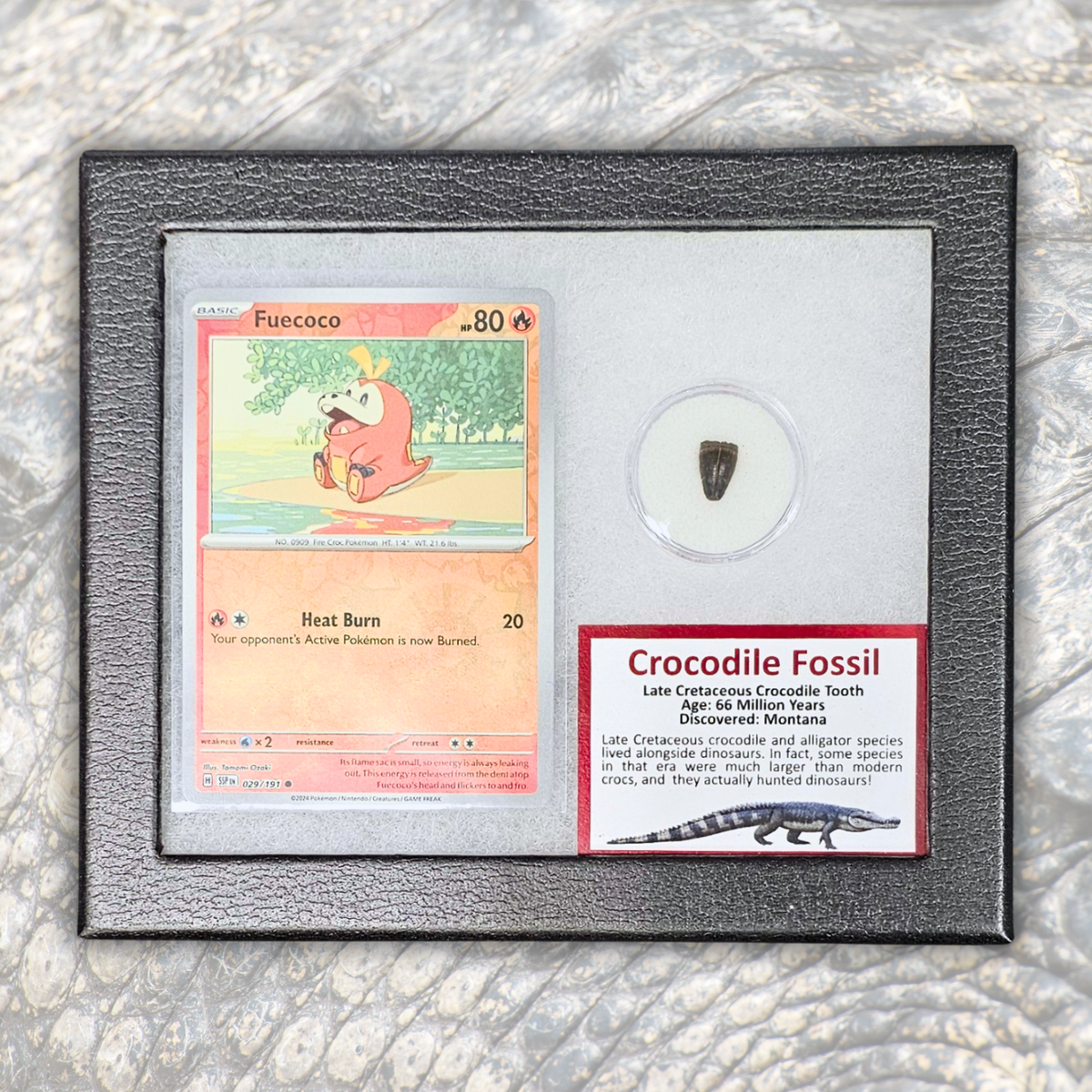 Pokémon Fossil Display - Fuecoco with Crocodile Tooth Fossil