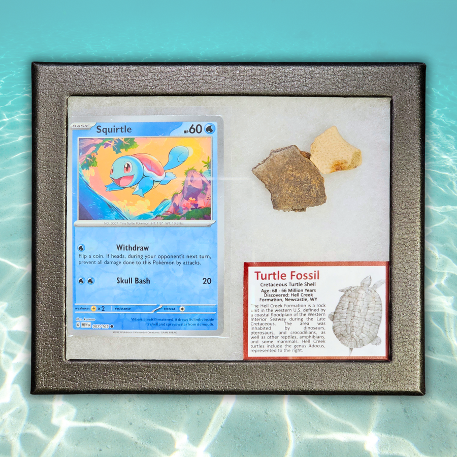 Pokémon Fossil-Display – Schiggy mit Schildkrötenpanzer-Fossil
