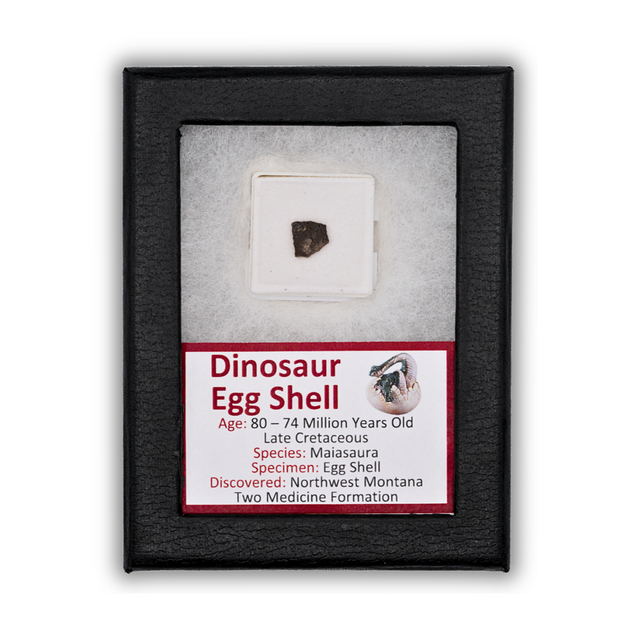 Dinosaur Egg Shell Display
