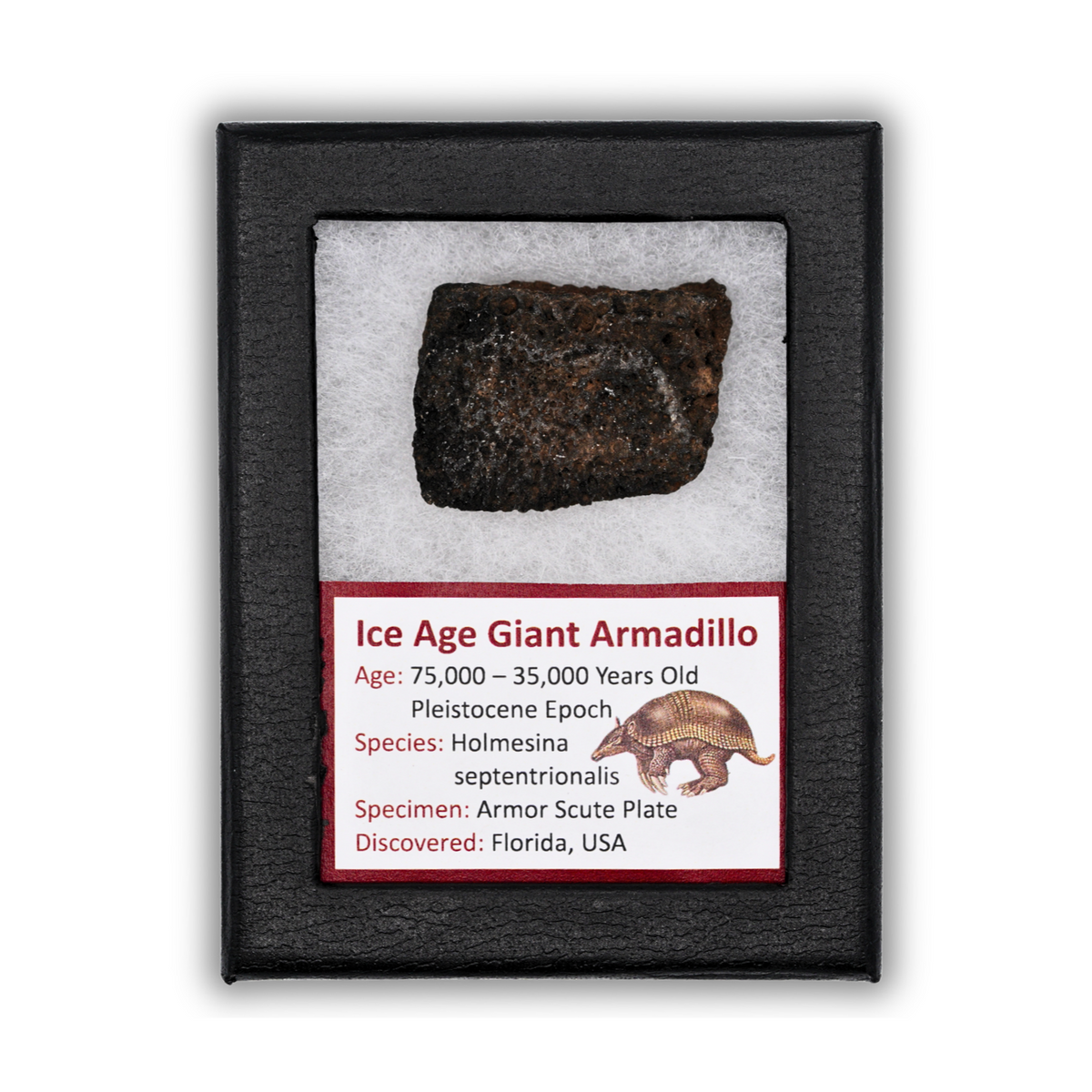 Ice Age Giant Armadillo Display - Holmesina Septentrionalis