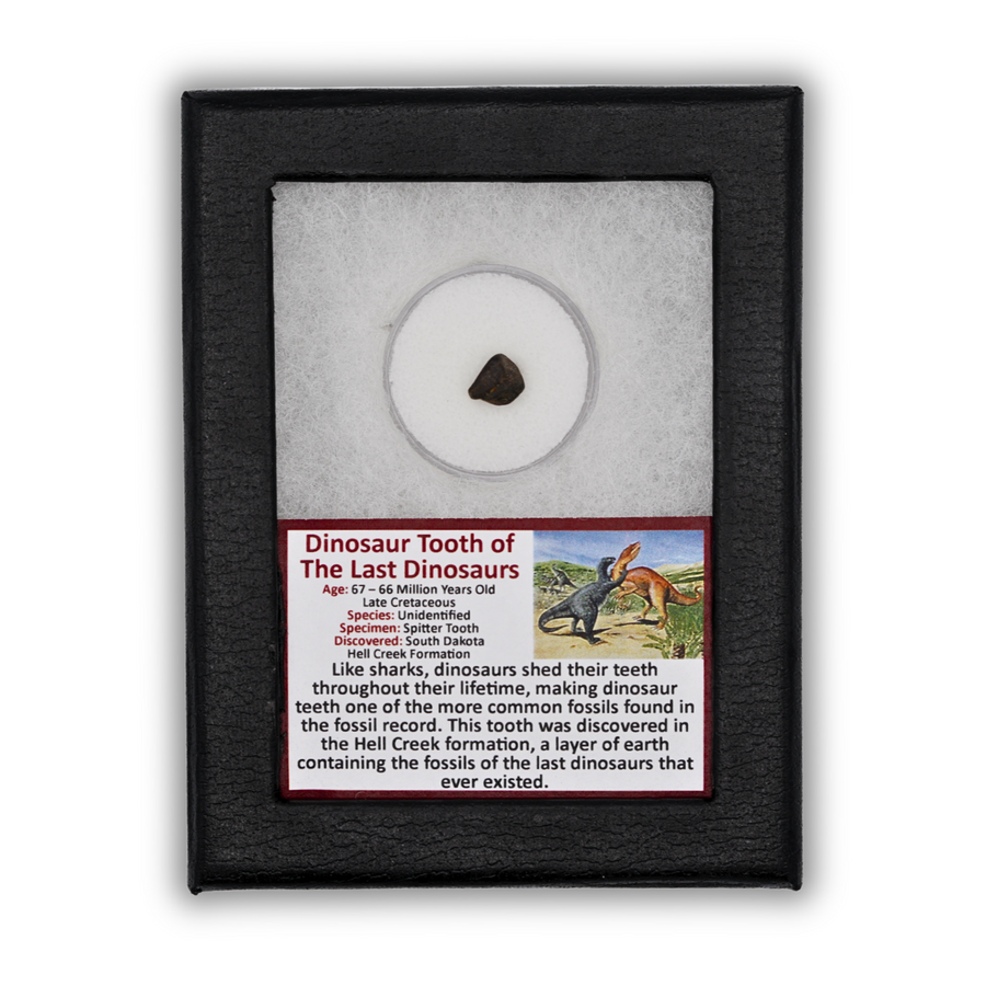 Dinosaur Tooth of the Last Dinosaurs Display