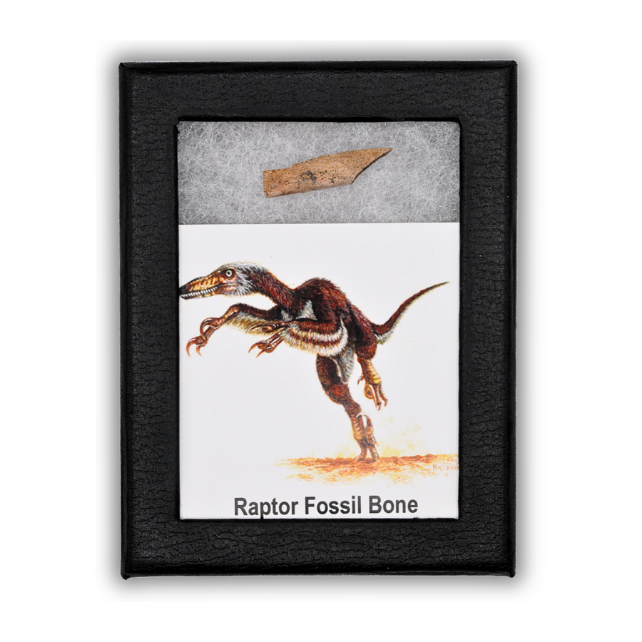 Raptor Fossil Bone Display