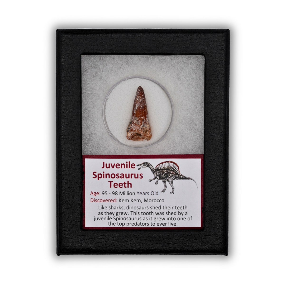 Juvenile Spinosaurus Tooth Display