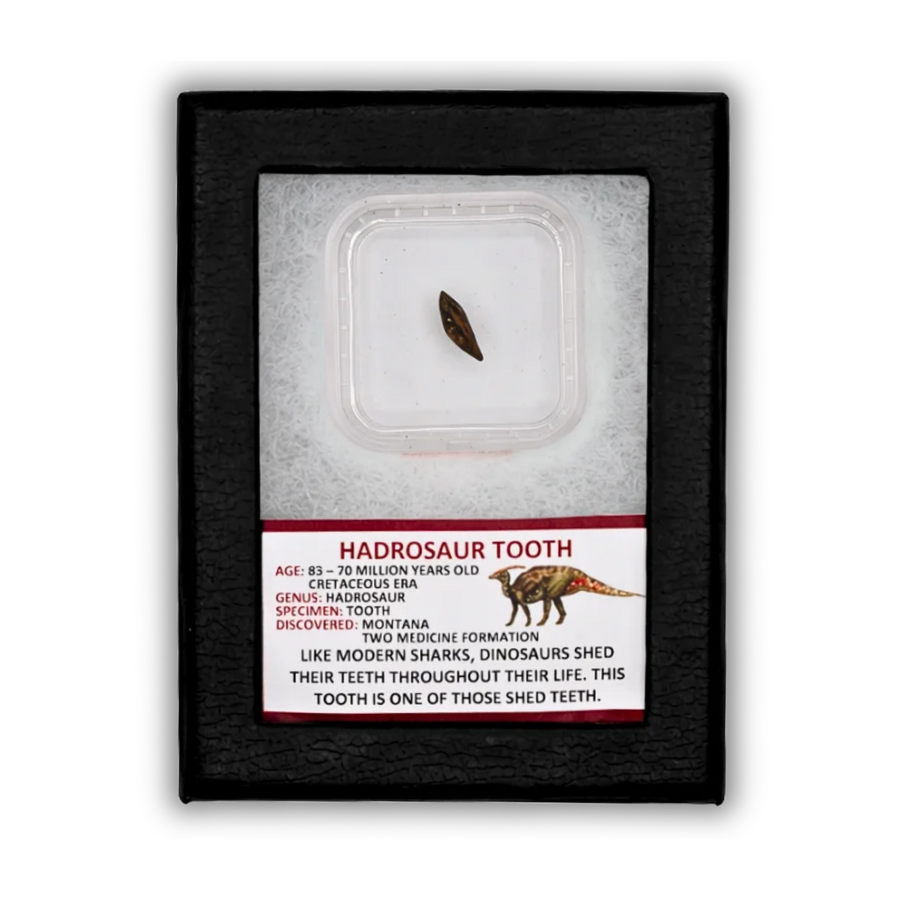 Hadrosaur Tooth Display