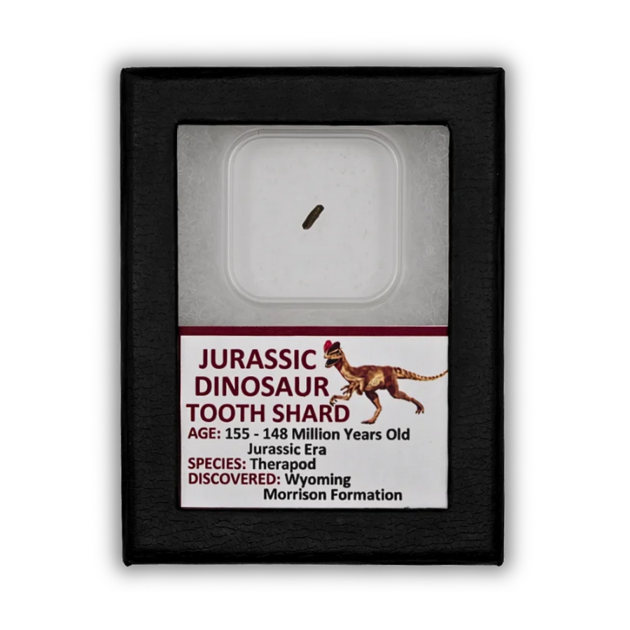 Scherbe eines Dinosaurierzahns aus der Jurazeit