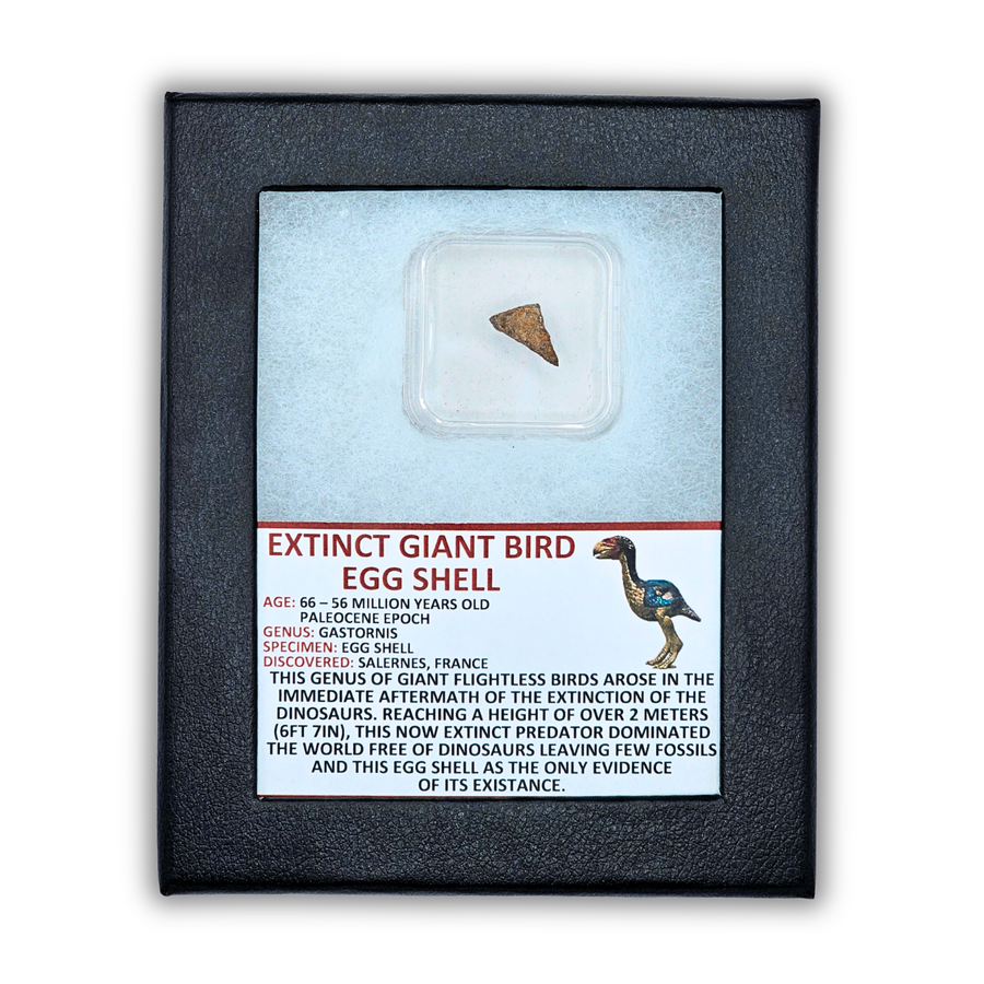 Extinct Giant Bird Eggshell Display