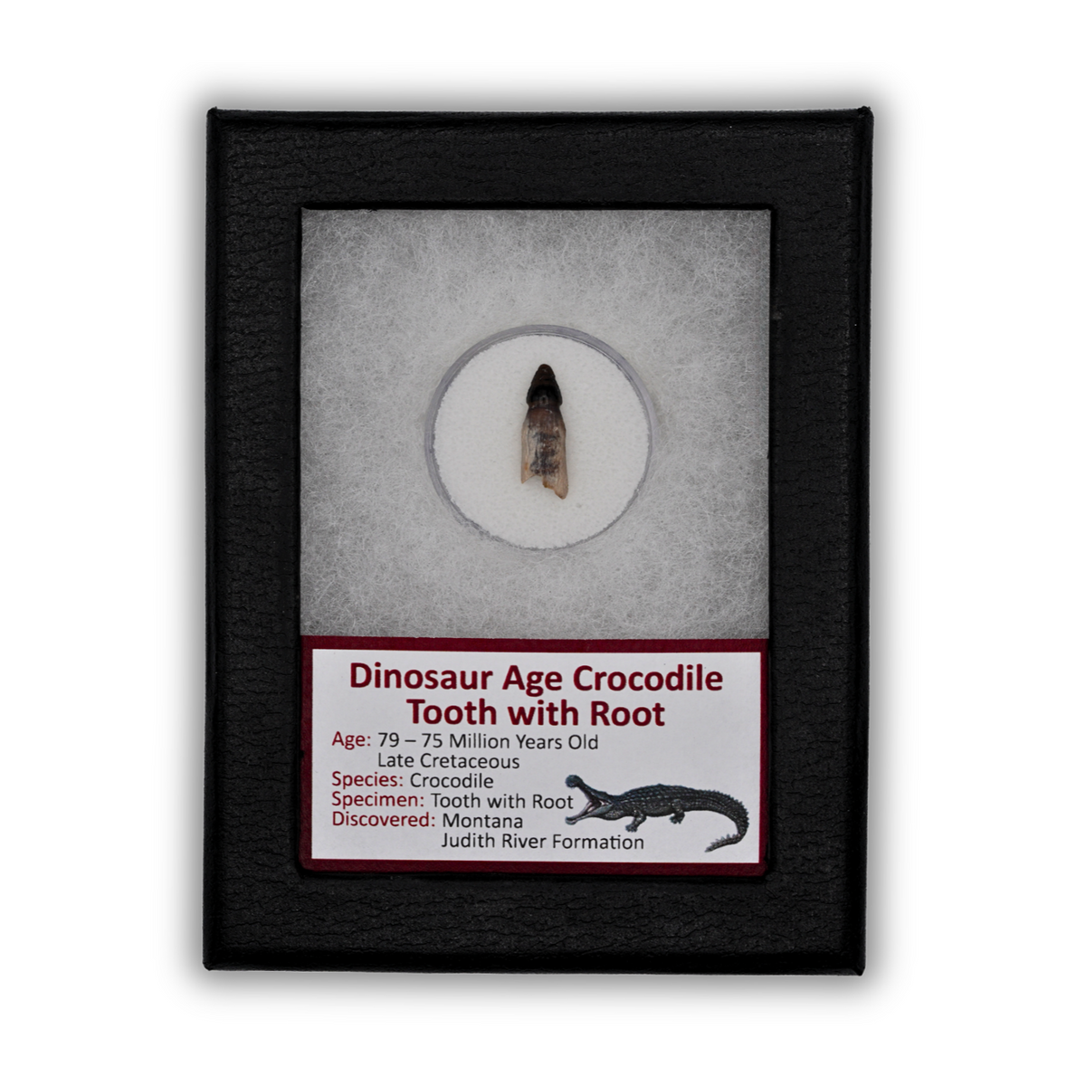 Dinosaur Age Crocodile Tooth with Root Display