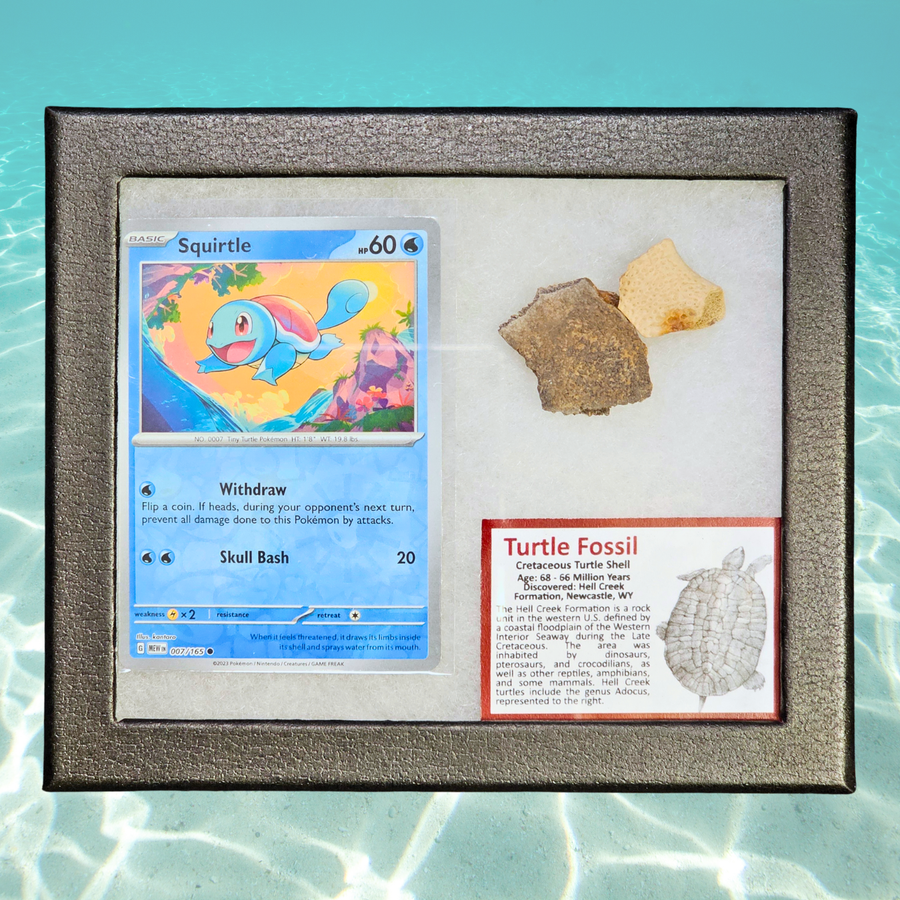 Pokémon Fossil Display – Squirtle with Turtle Shell Fossil