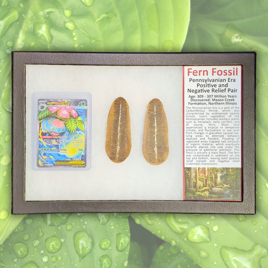 Pokémon Fossil Display - Venusaur Fern Fossil