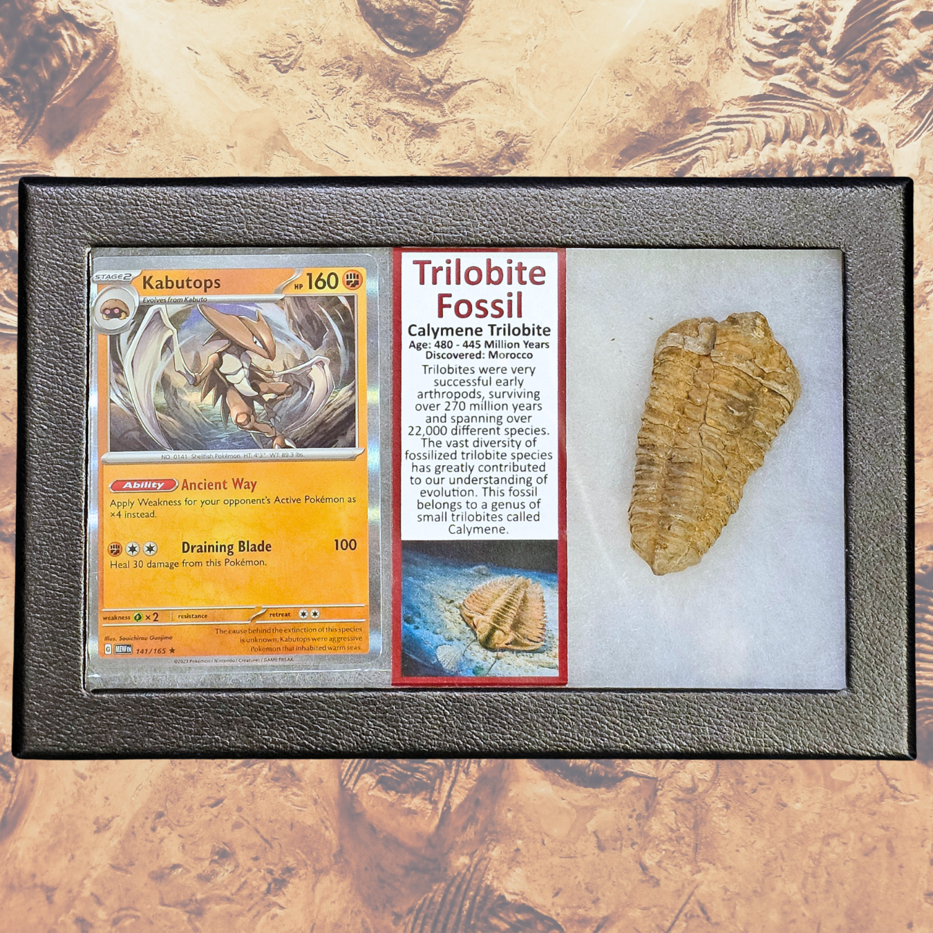 Pokémon Fossil Display – Kabutops Trilobite Fossil