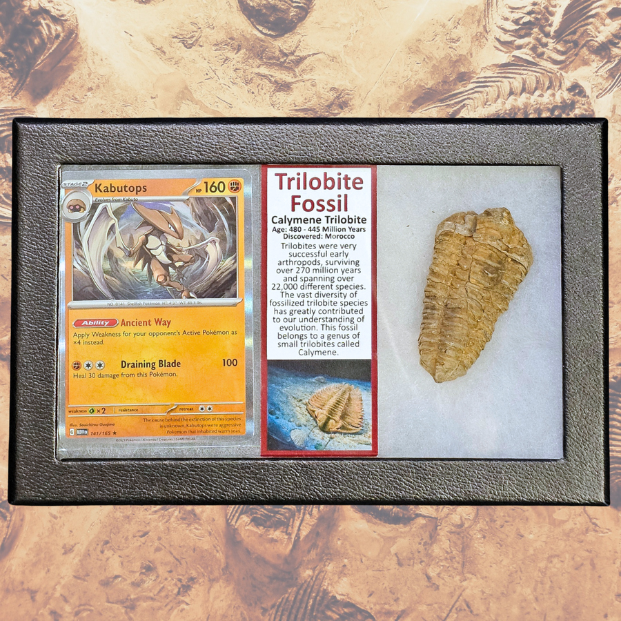 Pokémon Fossil Display – Kabutops Trilobite Fossil