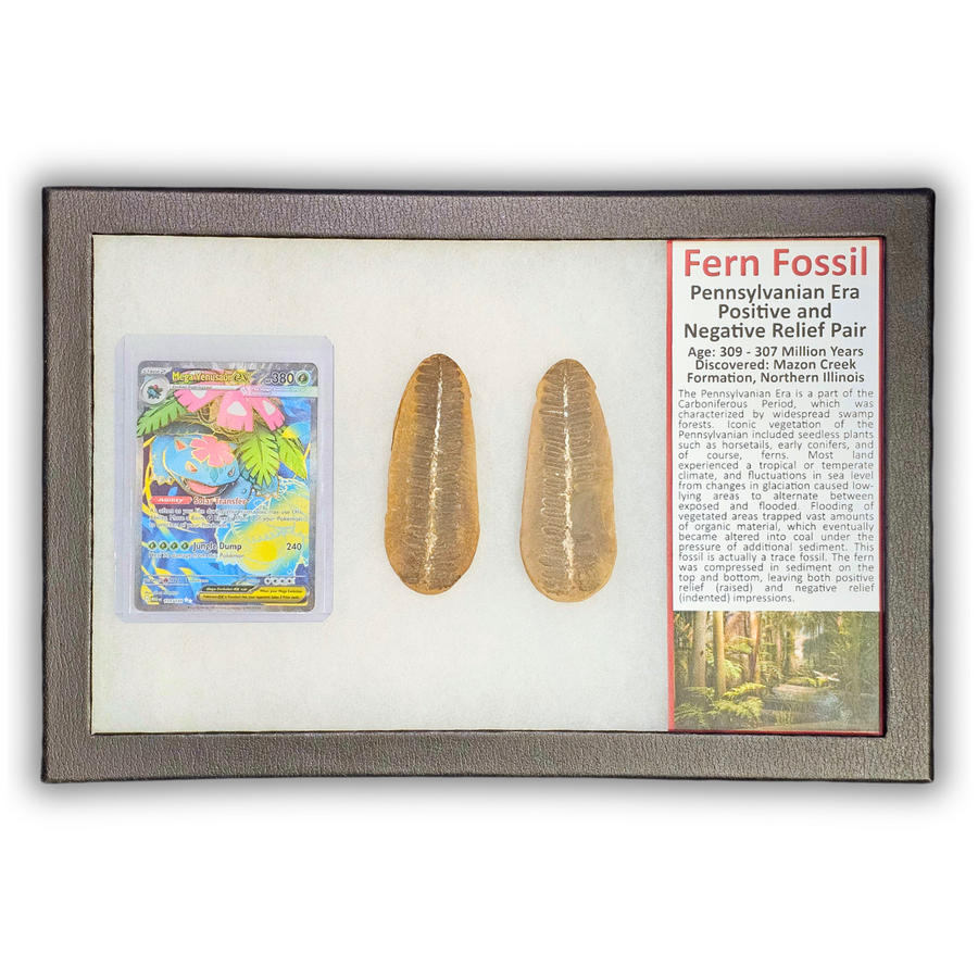 Pokémon Fossil Display - Venusaur Fern Fossil