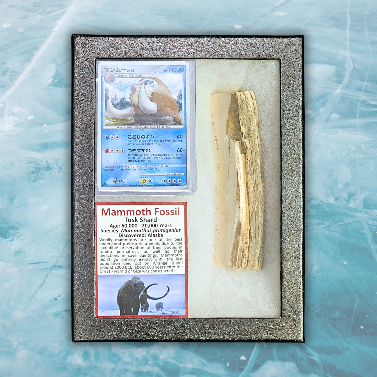 Pokémon Fossil Display - Mamoswine with Mammoth Tusk Shard