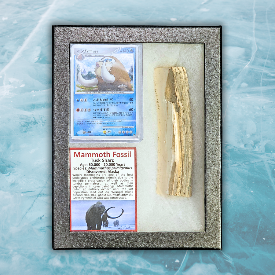 Pokémon Fossil Display - Mamoswine with Mammoth Tusk Shard
