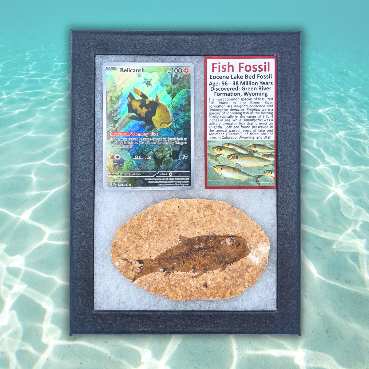 Pokémon Fossil Display - Relicanth Fish Fossil
