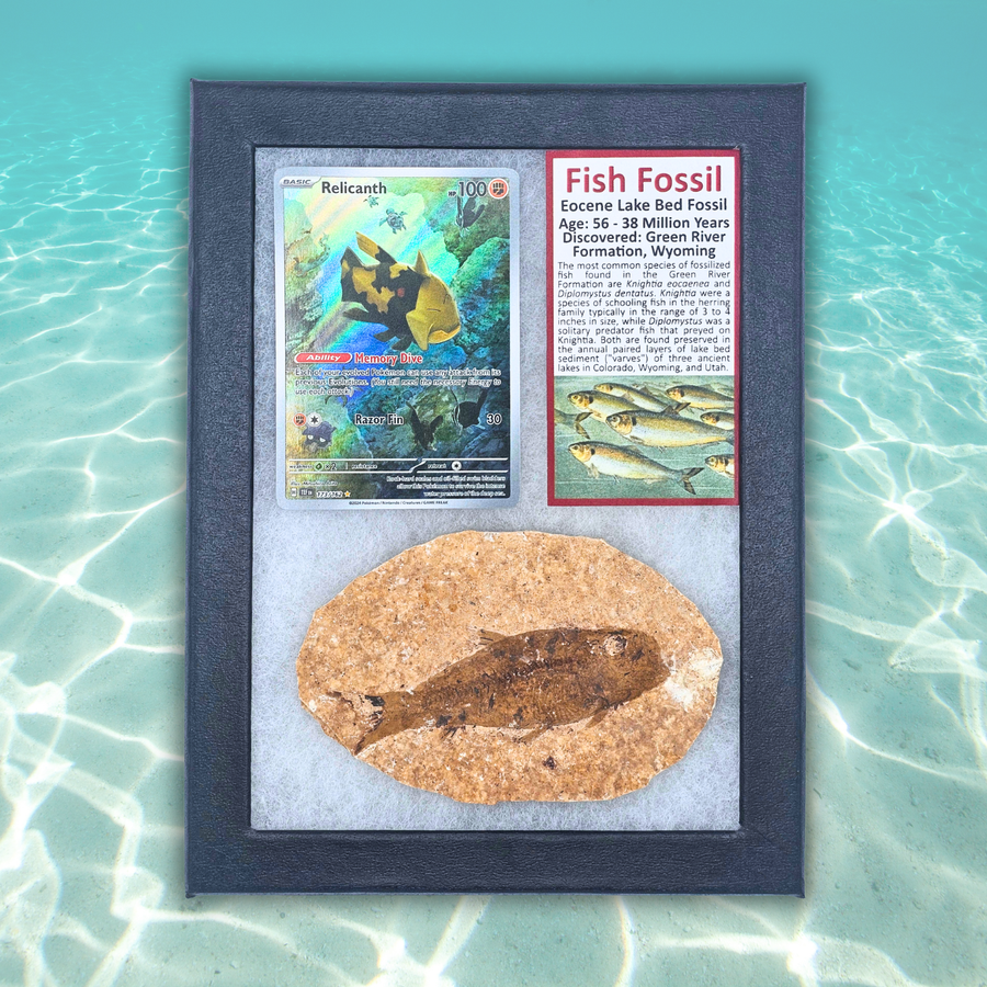 Pokémon Fossil Display - Relicanth Fish Fossil